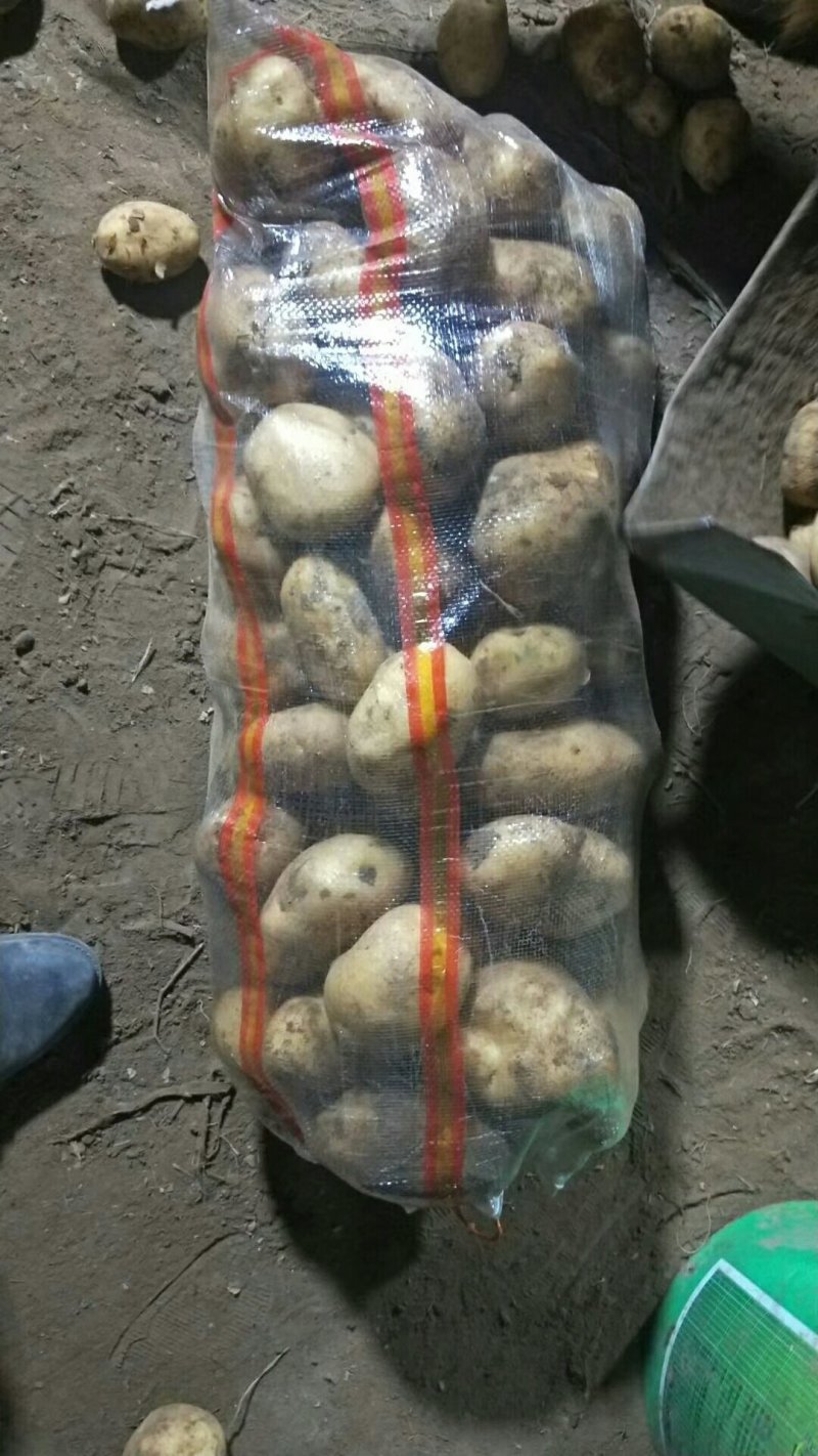 荷兰十五，丽薯，226