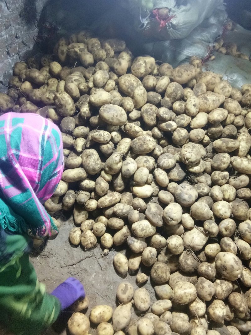 荷兰十五，丽薯，226