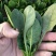 黑圆叶菠菜种
