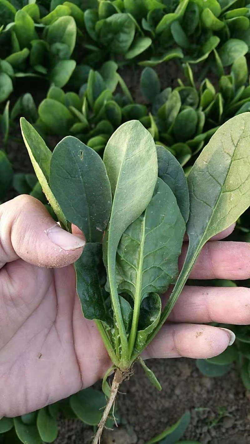 黑圆叶菠菜种