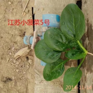 黑圆叶菠菜种