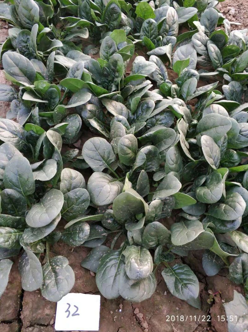 黑圆叶菠菜种
