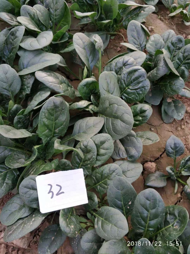 黑圆叶菠菜种