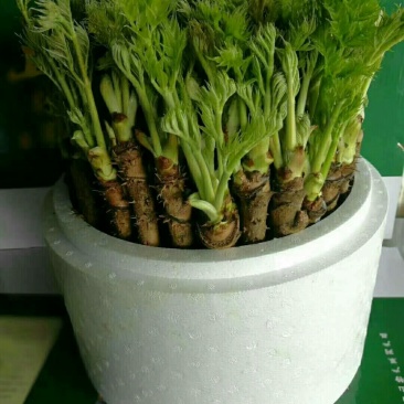 刺嫩芽
