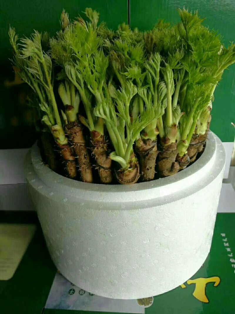 刺嫩芽
