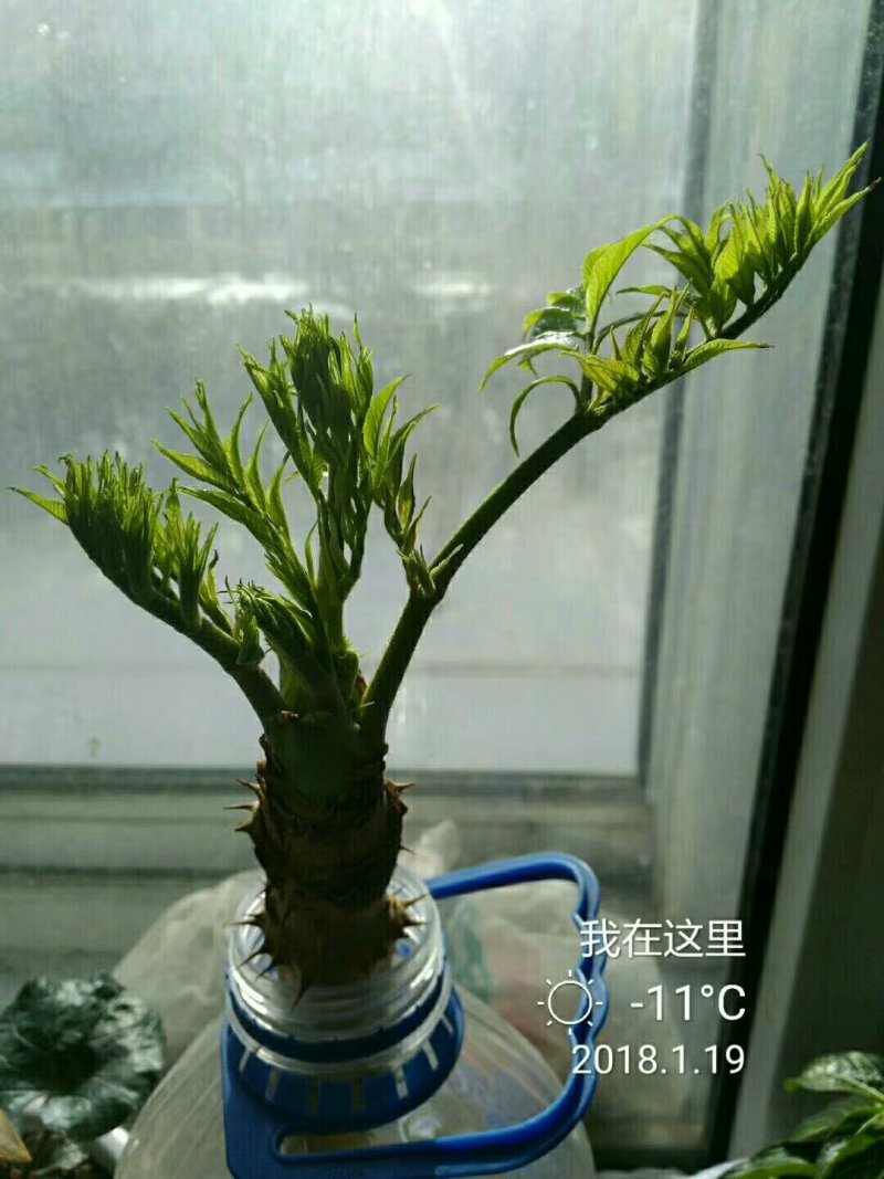 刺嫩芽
