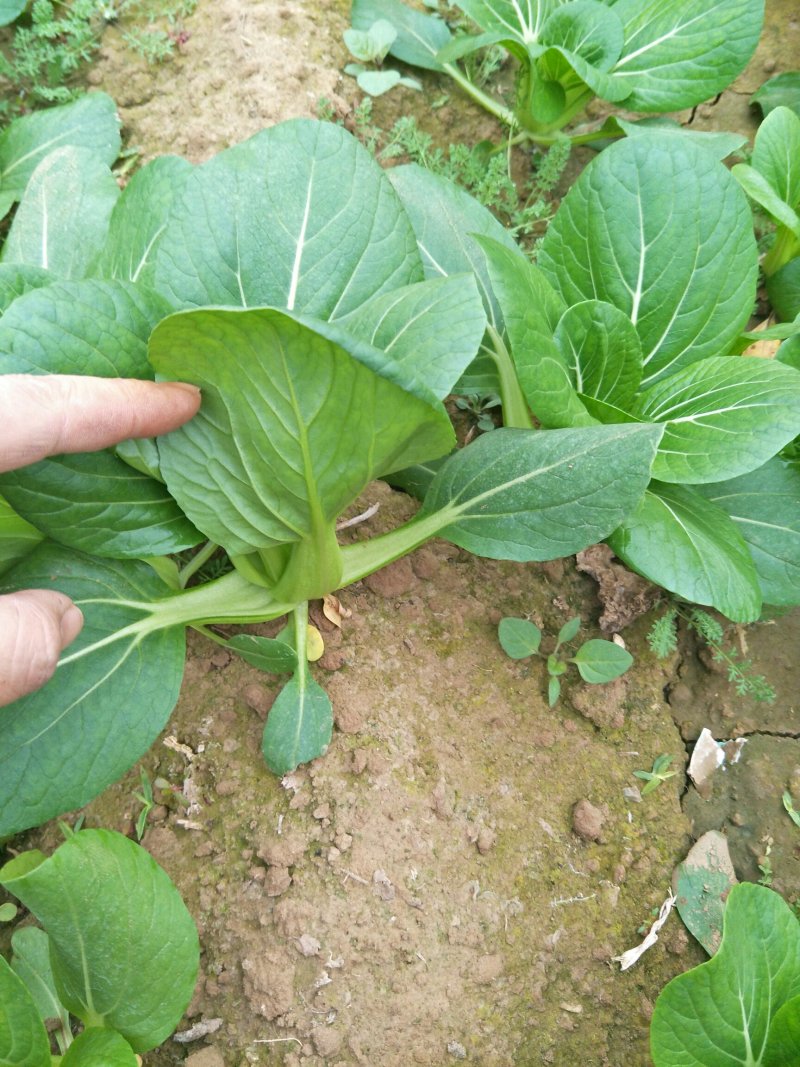 上海青