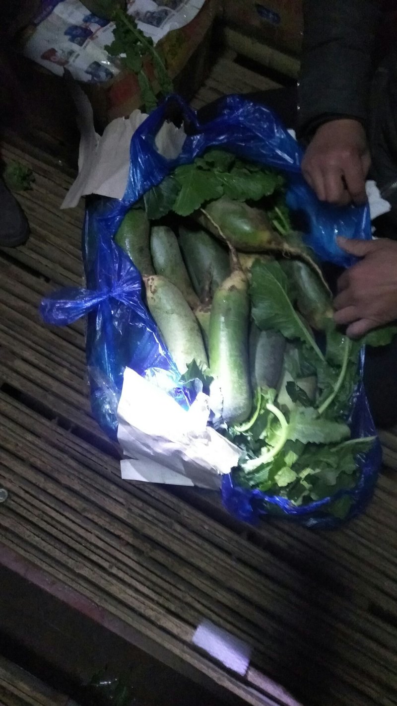 水果萝卜，山东肥城，青萝卜，袋装，箱装货源充足