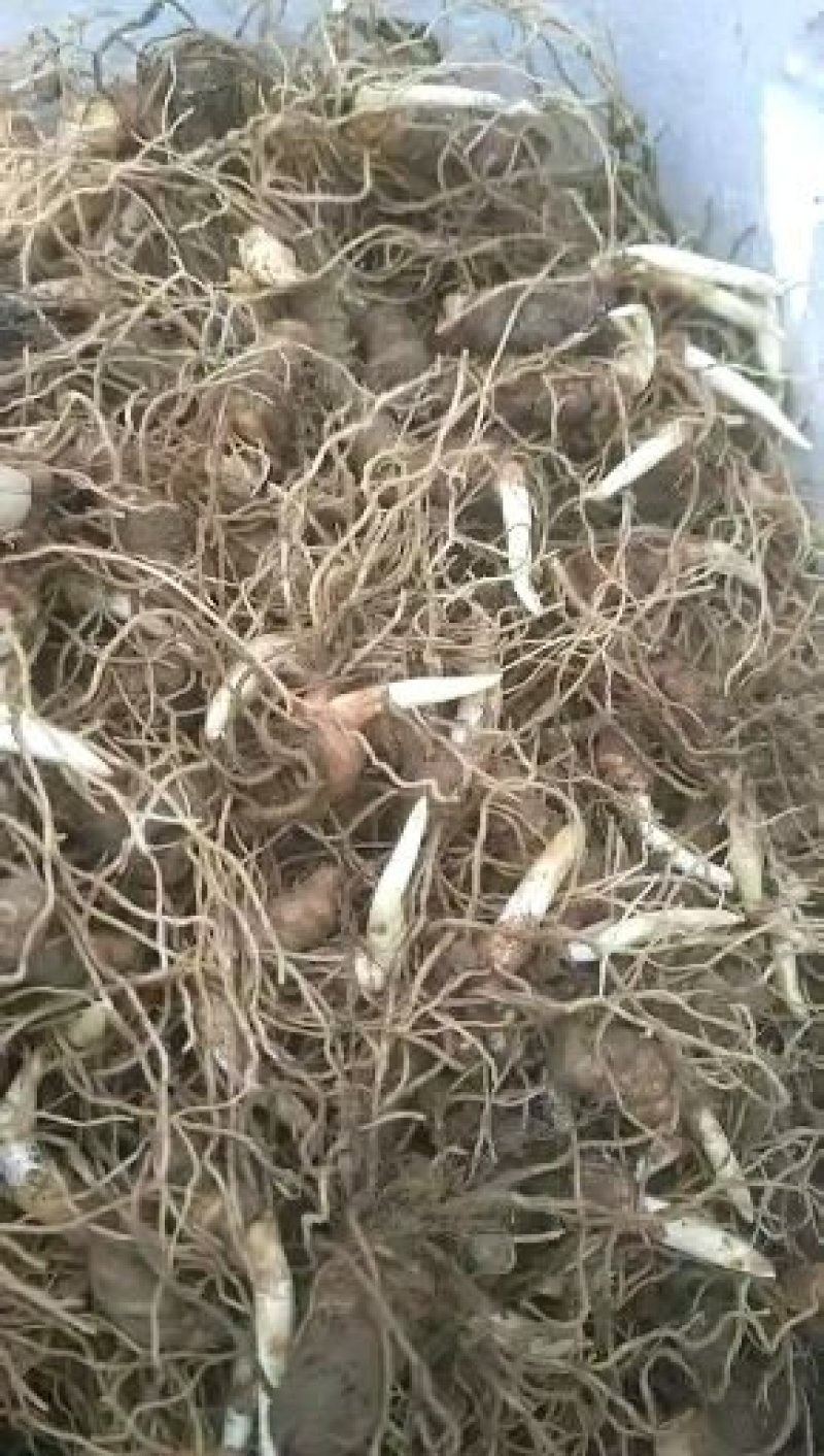 重楼苗，滇重楼牙头苗，七叶一枝花牙头苗，三年苗