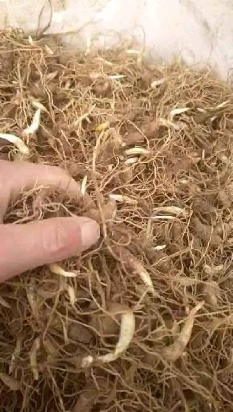 重楼苗，滇重楼牙头苗，七叶一枝花牙头苗，三年苗
