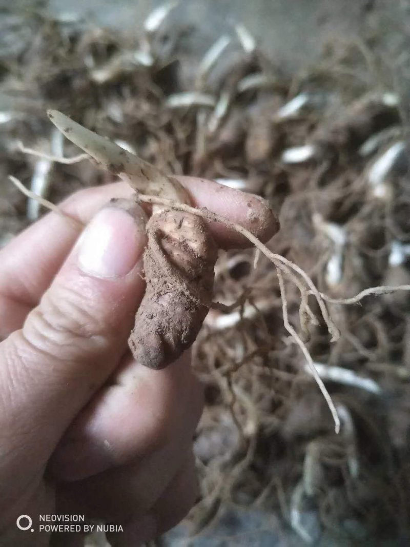 重楼苗，滇重楼牙头苗，七叶一枝花牙头苗，三年苗