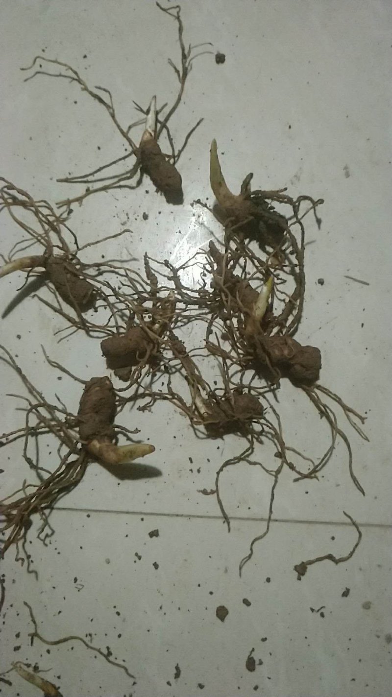 重楼苗，滇重楼牙头苗，七叶一枝花牙头苗，三年苗