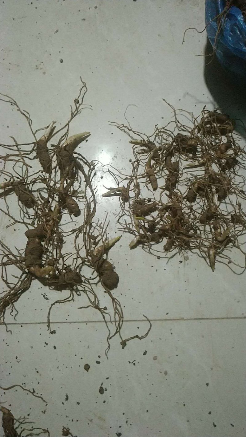 重楼苗，滇重楼牙头苗，七叶一枝花牙头苗，三年苗