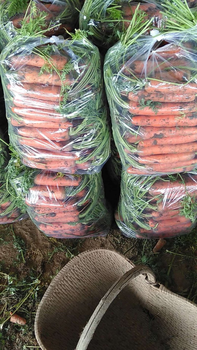 三红胡萝卜精品中条大量供应