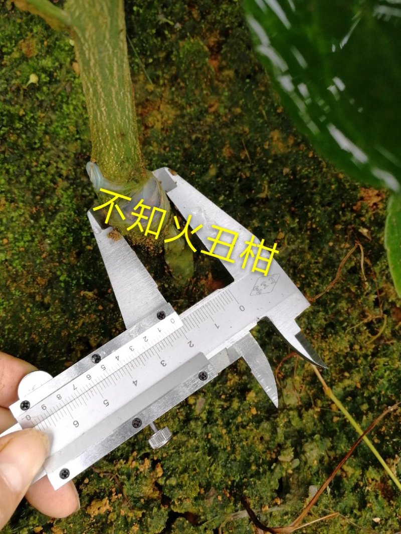 出售不知火丑柑凸顶柑柑橘嫁接苗苗高45-65cm