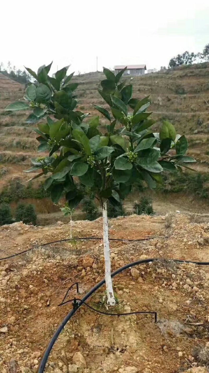 滴灌安装
