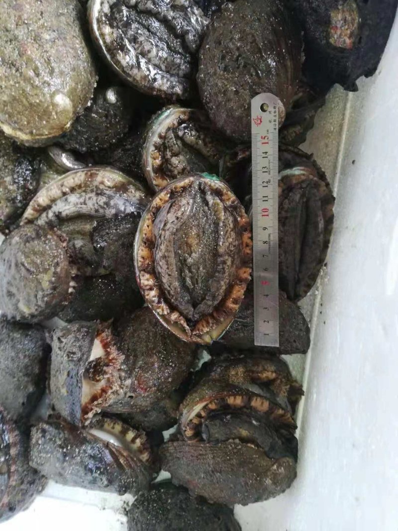 鲍鱼，鲜活鲍鱼，大连鲍鱼，盘鲍