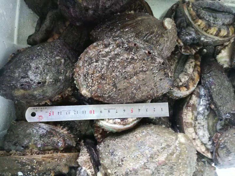 鲍鱼，鲜活鲍鱼，大连鲍鱼，盘鲍