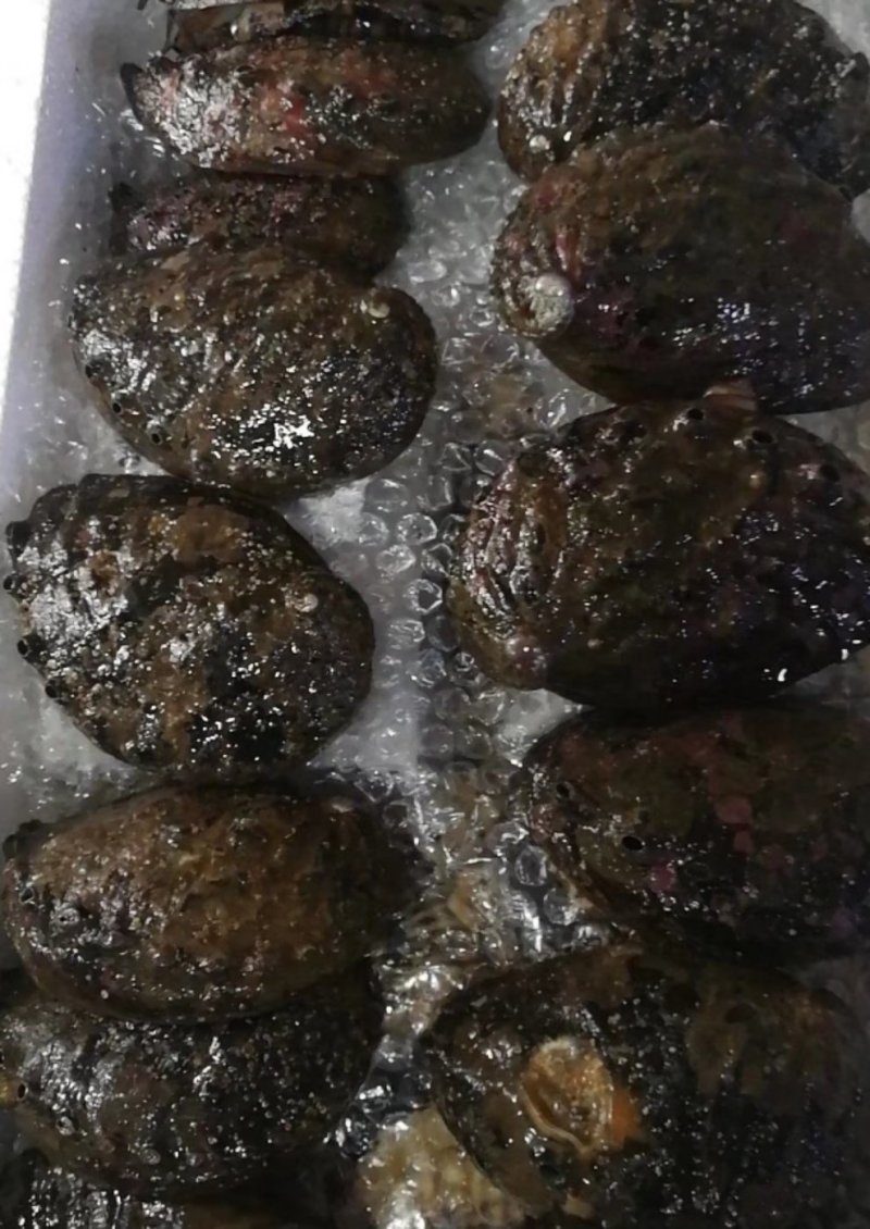 鲍鱼，鲜活鲍鱼，大连鲍鱼，盘鲍