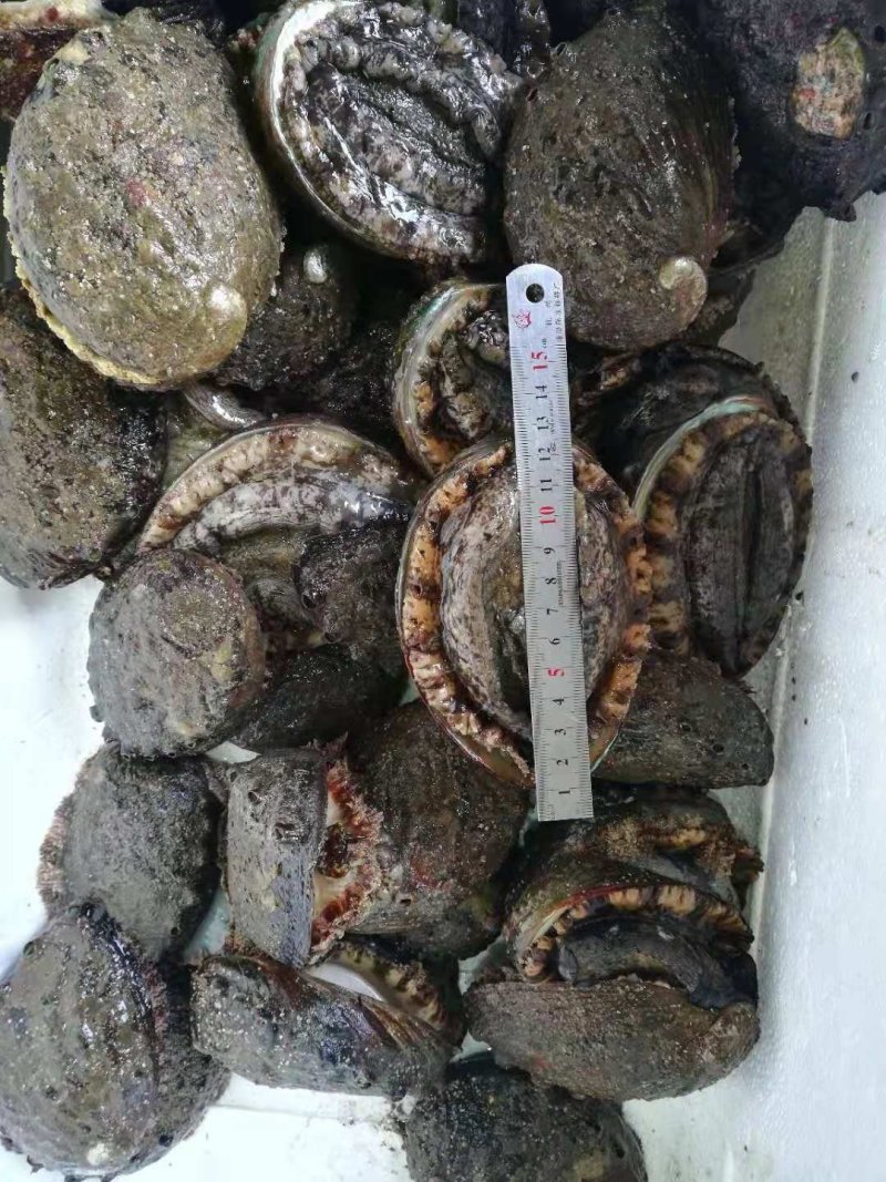 鲍鱼，鲜活鲍鱼，大连鲍鱼，盘鲍