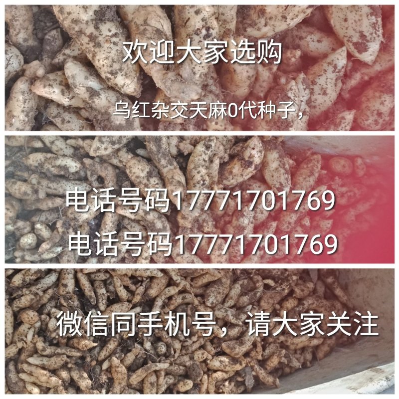 天麻种子