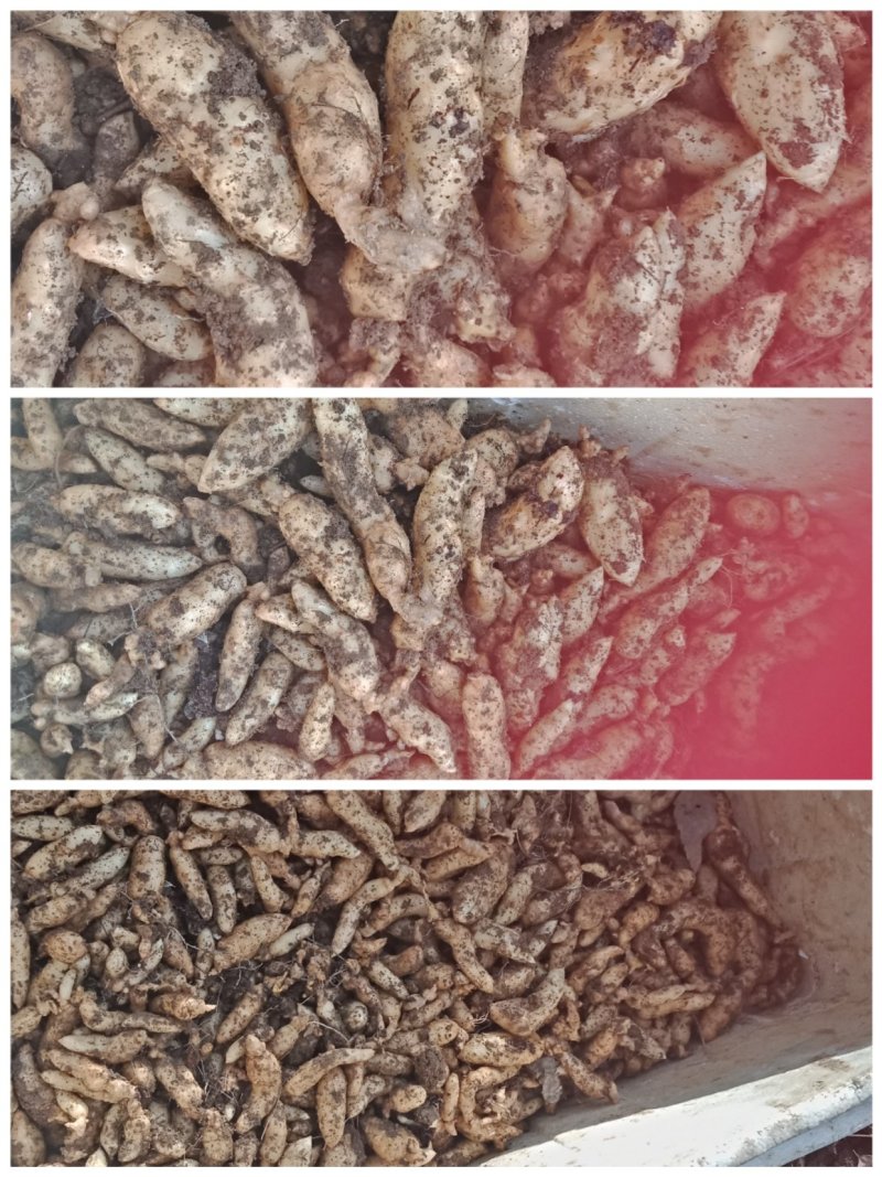 天麻种子