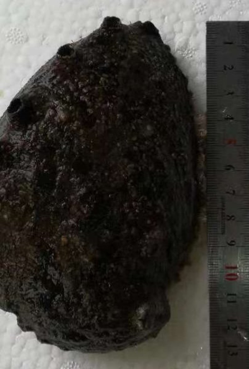 鲍鱼，鲜活鲍鱼，大连鲍鱼，盘鲍