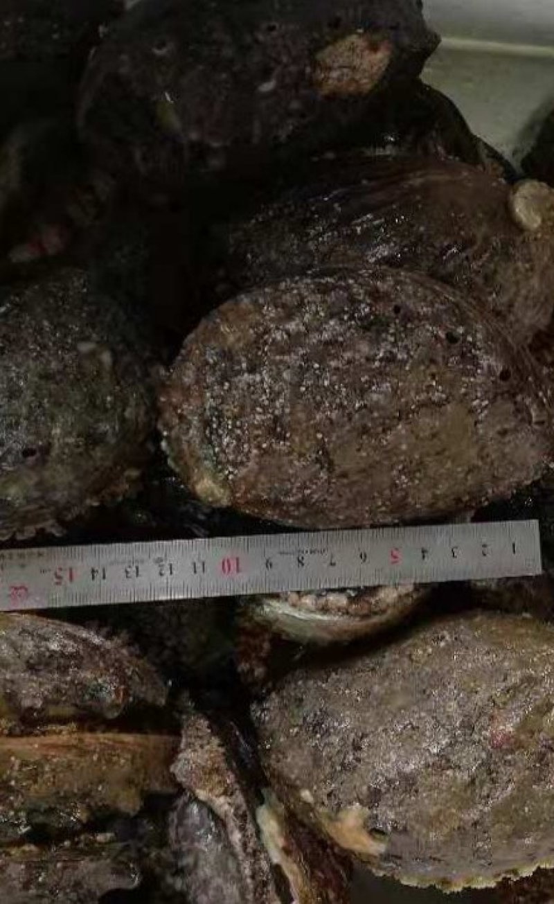 鲍鱼，鲜活鲍鱼，大连鲍鱼，盘鲍