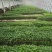 精品线椒苗高产抗病物流到家苗子成活率95以上，八号椒类型
