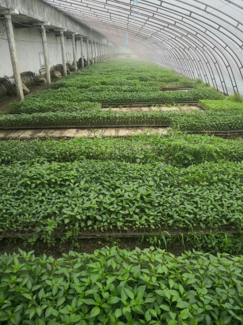 精品线椒苗高产抗病物流到家苗子成活率95以上，八号椒类型