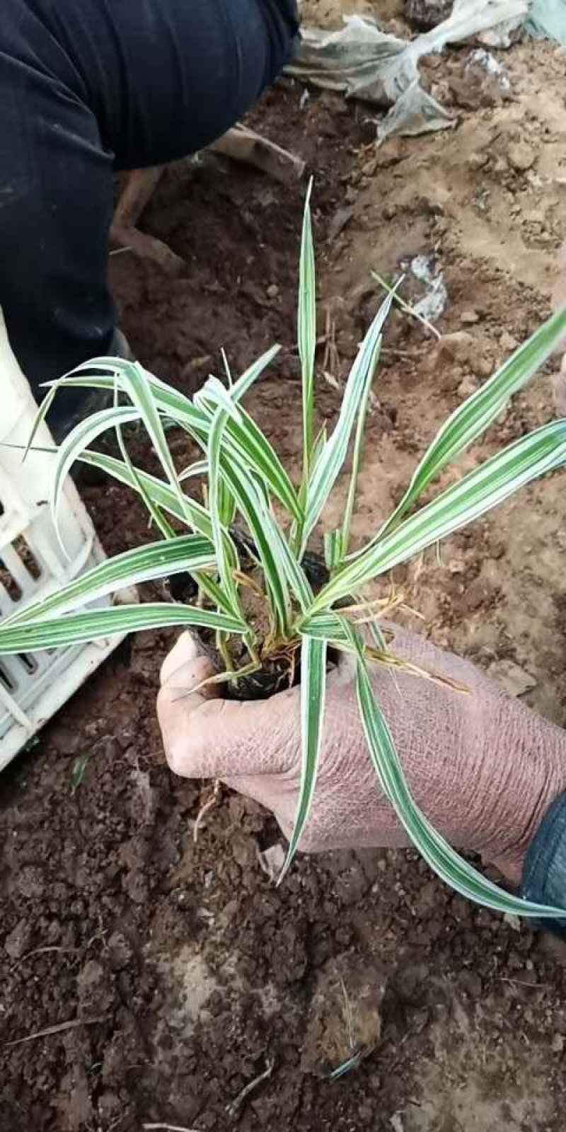 玉带草
