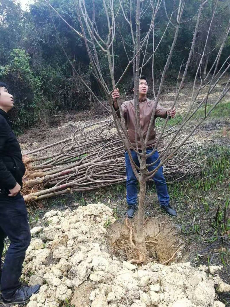 李子树苗