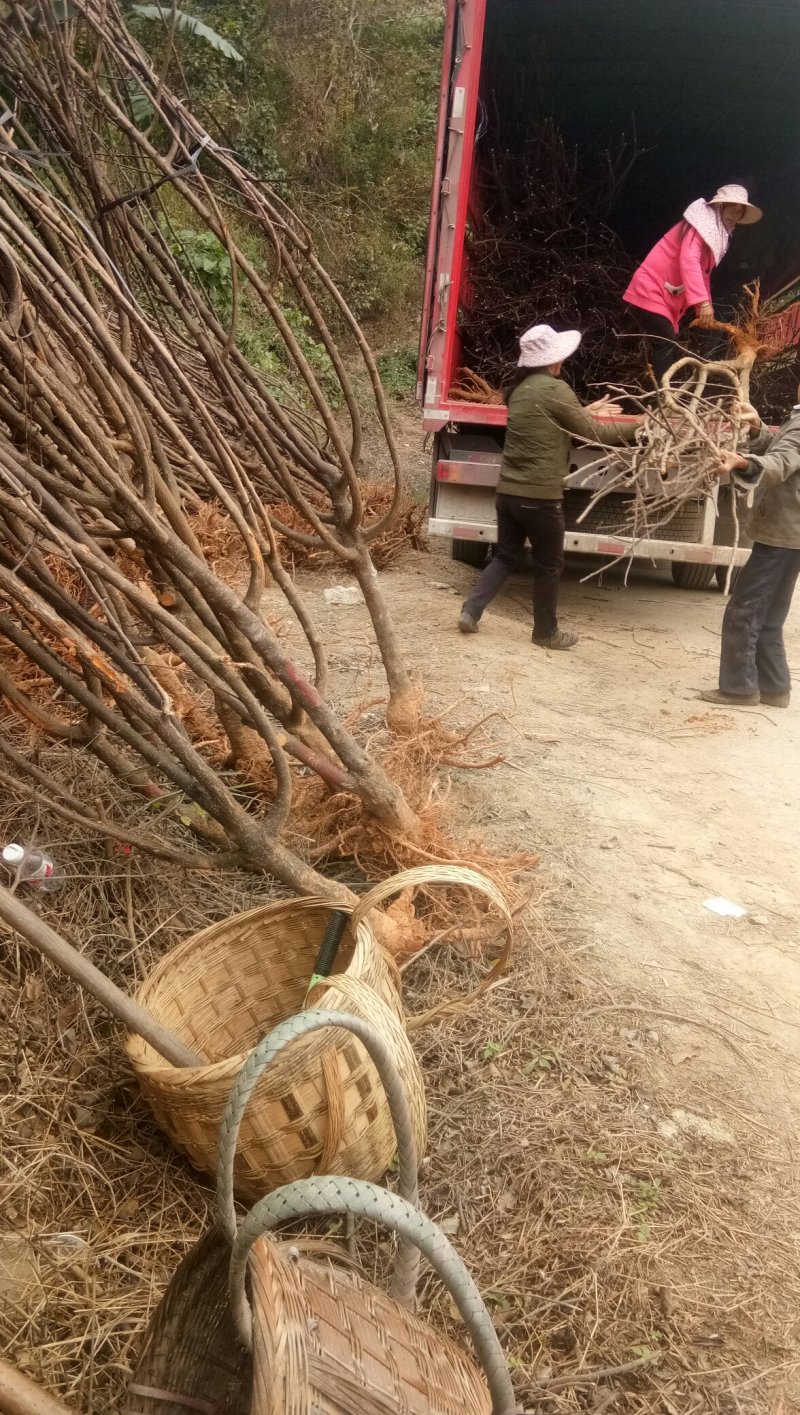 李子树苗