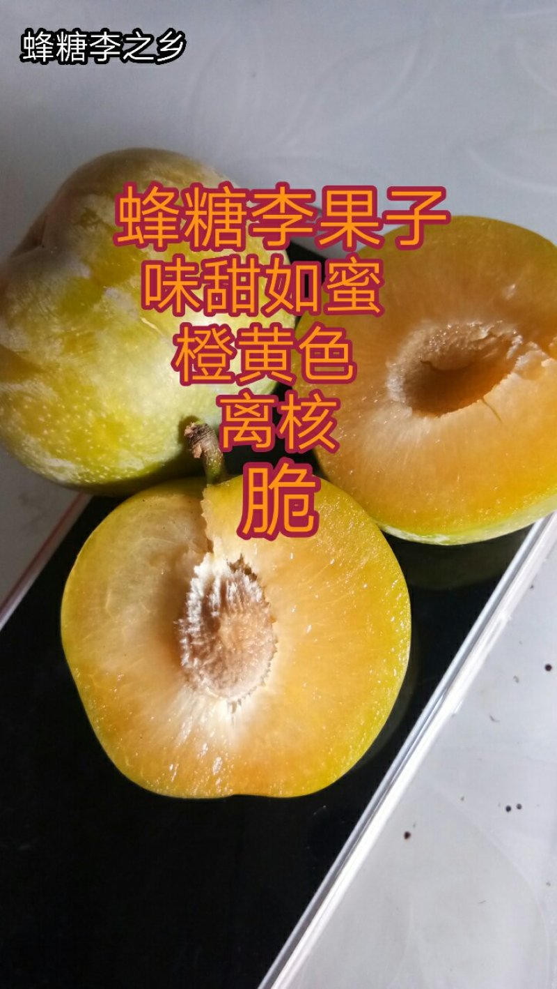 蜂糖李子苗