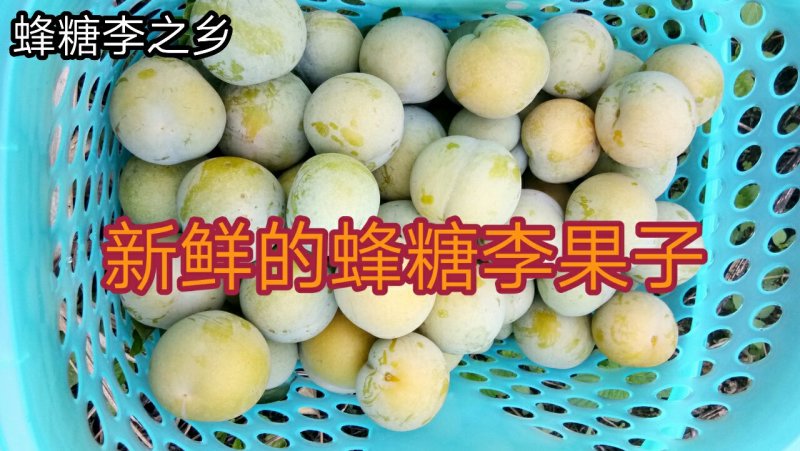 蜂糖李子苗