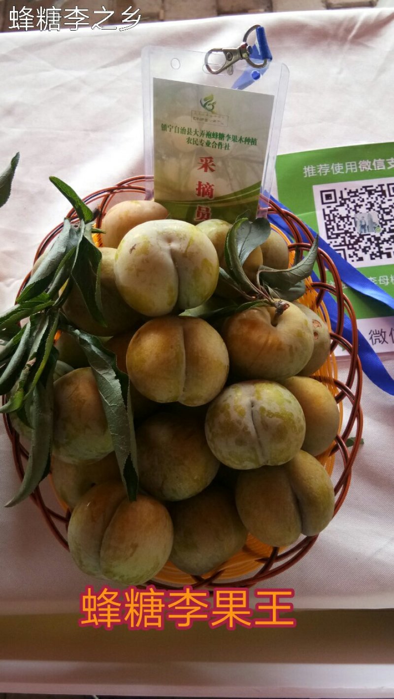 蜂糖李子苗