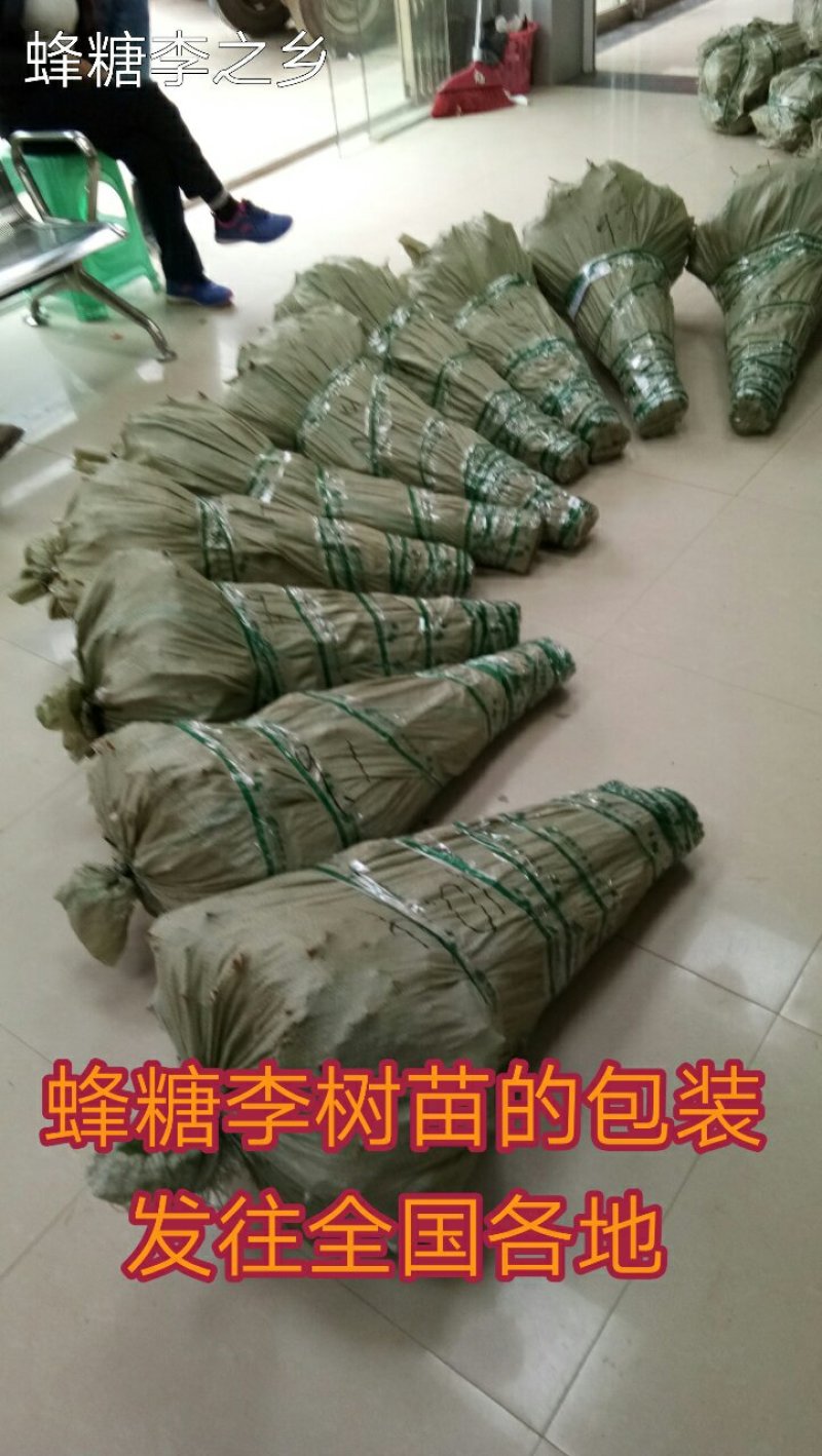 蜂糖李子苗