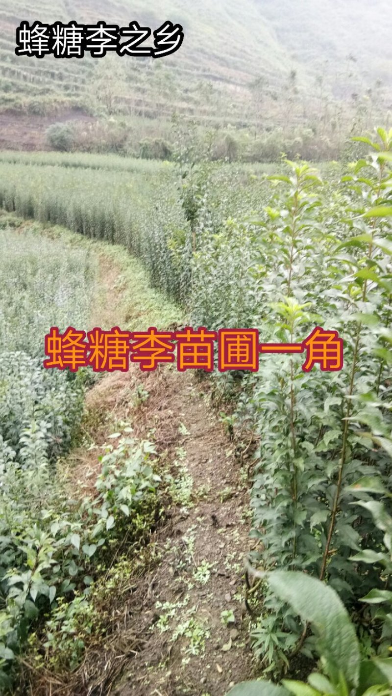 蜂糖李子苗