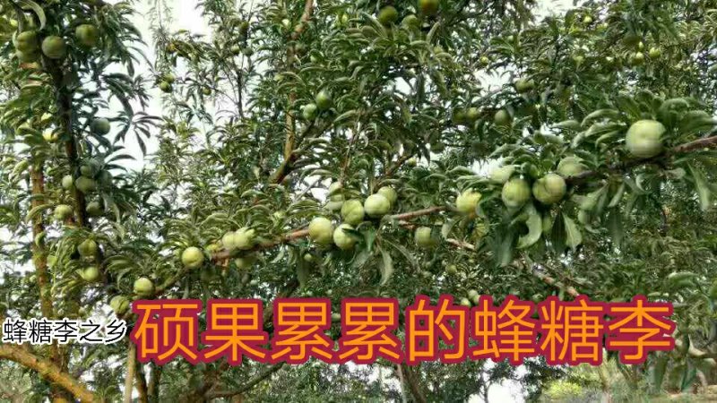 蜂糖李子苗