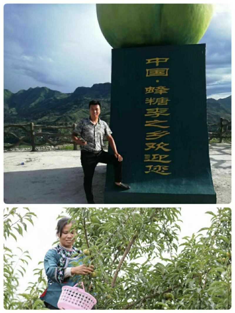 蜂糖李子苗