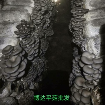 平菇批发