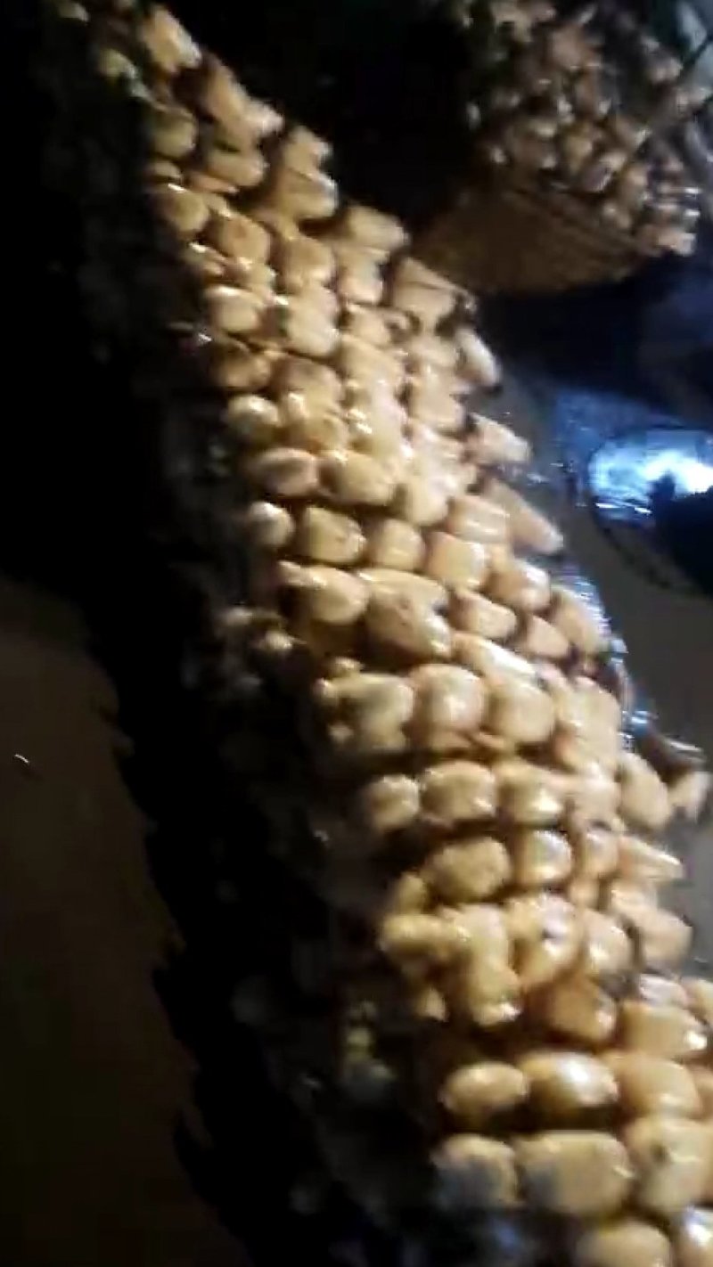 莲藕