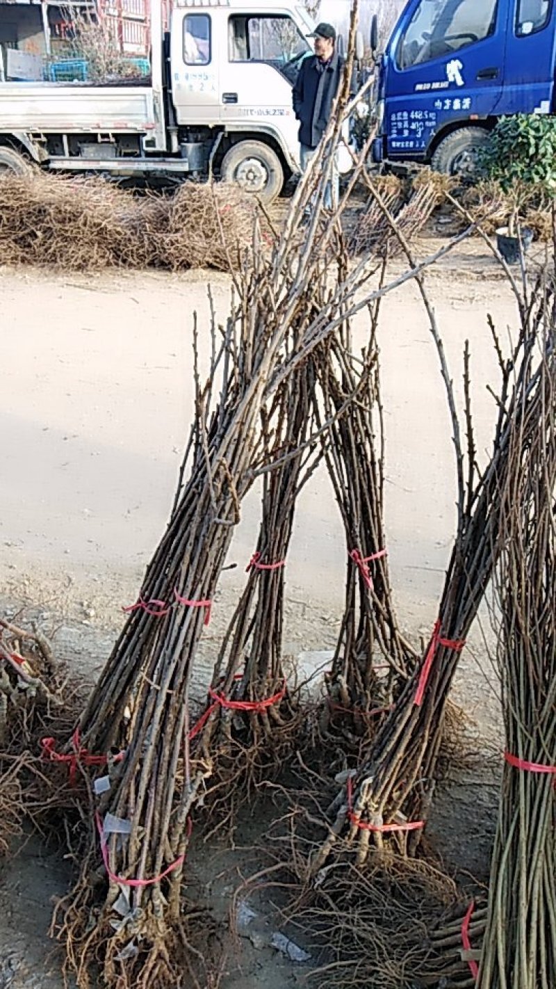 各种樱桃苗，果树苗