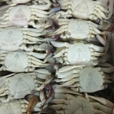 冻蟹