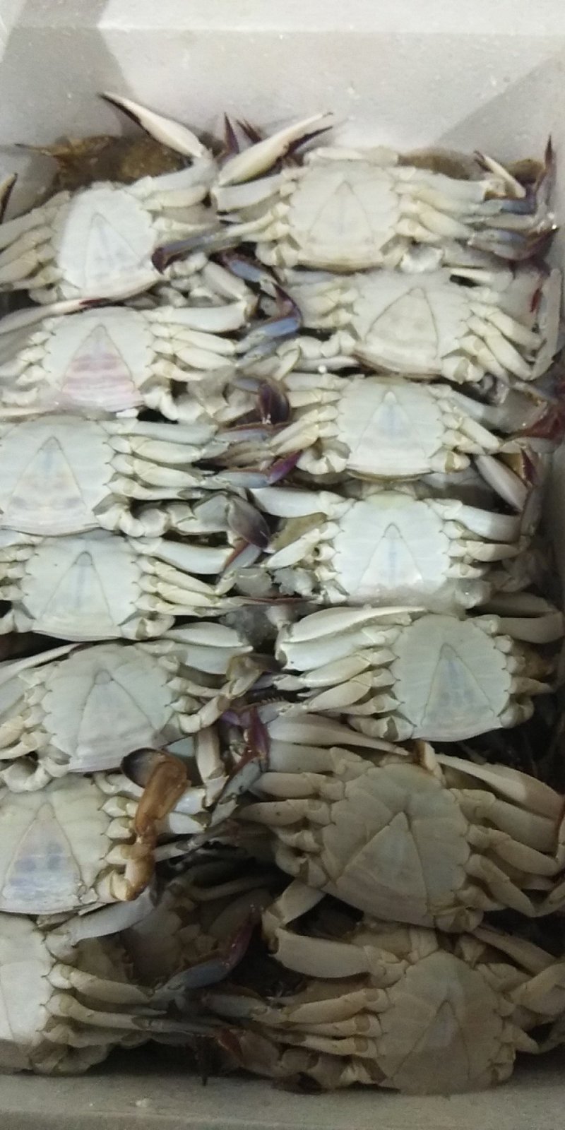 冻蟹