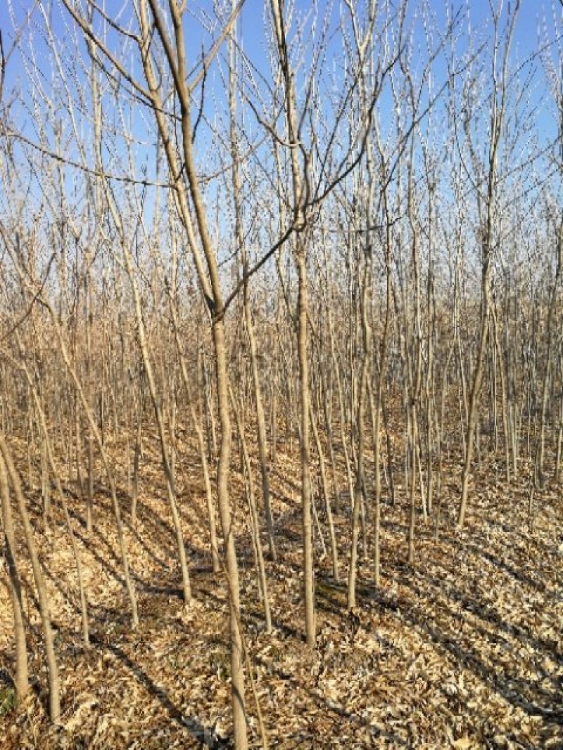 三角枫小苗2至5的