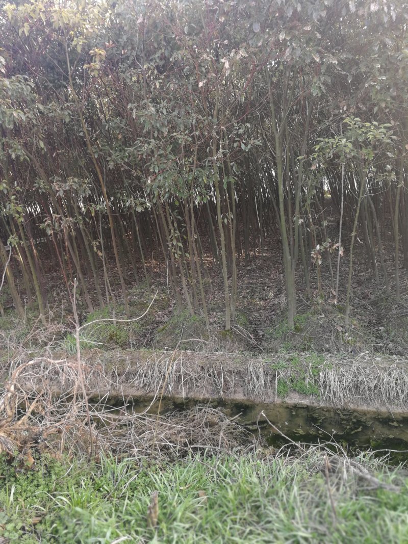 三角枫小苗2至5的