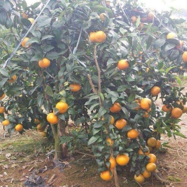 来宾兴宾区红河红农场大量沃柑准备上市，欢迎老板前来采购！