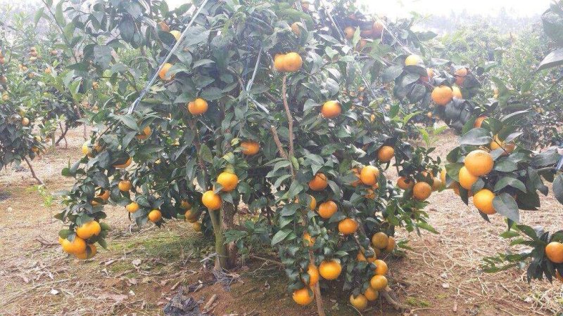 来宾兴宾区红河红农场大量沃柑准备上市，欢迎老板前来采购！