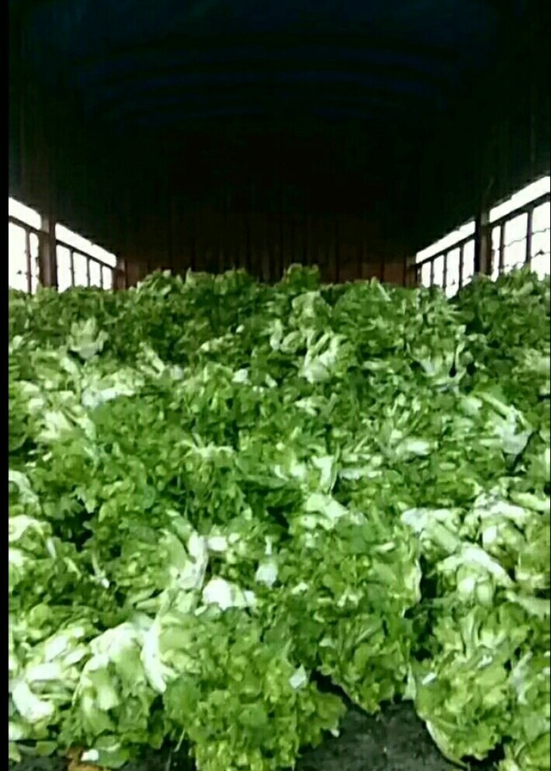 优质儿菜大量供应
